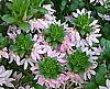 SCAEVOLA - FAN FLOWER