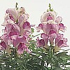 SNAPDRAGONS - SNAPSHOT series (dwarf)