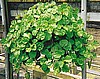 IVY, SWEDISH (Hanging Baskets)