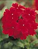VERBENA - AZTEC SERIES