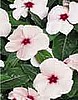 VINCA - PACIFICA
