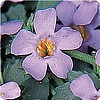 BACOPA - Abunda Giant series