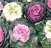 CABBAGE, ORNAMENTAL
