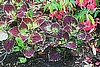 COLEUS - SOLAR SUNRISE