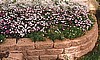 DIANTHUS - DIAMOND BLUSH PINK