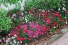 DIANTHUS - TELSTAR SERIES