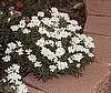 IBERIS (Evergreen Candytuft)
