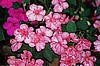 IMPATIENS - FANCIFUL DOUBLE TROPICAL MIX