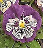 PANSY - WHISKERS SERIES