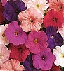 PETUNIAS - MADNESS SERIES