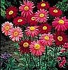 PYRETHRUM - ROBINSON'S MIX (aka Painted Daisy)