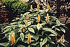 SHRIMP PLANT