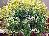 TORENIA - SUMMER WAVE TRAILING