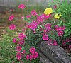 VERBENA - PINK TRAILING PERENNIAL