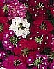 VERBENA - QUARTZ SERIES