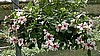 VINCA - MEDITERANEAN SERIES