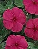 VINCA - TITAN F1 SERIES