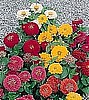 ZINNIA - DREAMLAND SERIES
