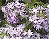 VERBENA - LANAI PURPLE MOSAIC