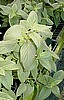 SAGE, PINEAPPLE