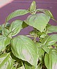 BASIL - SWEET LARGE LEAF