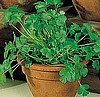 CILANTRO (Coriander)