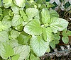 LEMON BALM