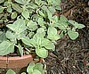 OREGANO, GREEK