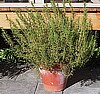 ROSEMARY