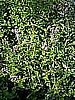 MINT - SPEARMINT