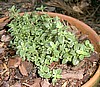 THYME - MOTHER OF