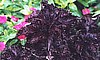 BASIL - PURPLE RUFFLES