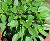 BASIL - THAI SIAM QUEEN