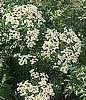CHAMOMILE - GERMAN