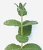 MINT - APPLE