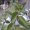 MINT - CHOCOLATE
