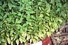 MINT - GINGER