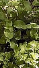 MINT - ORANGE