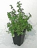 MINT - PENNYROYAL