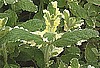 MINT - PINEAPPLE