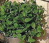 MINT - SPANISH