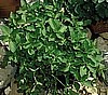 MINT - SWISS