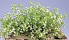 STEVIA