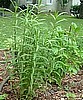 TARRAGON - TEXAS/MEXICAN