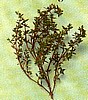 THYME - LEMON