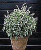 BASIL - LEMON