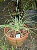 CHIVES