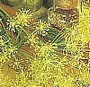 DILL