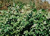 PARSLEY, PLAIN FLAT LEAF