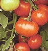 TOMATO - CREOLE